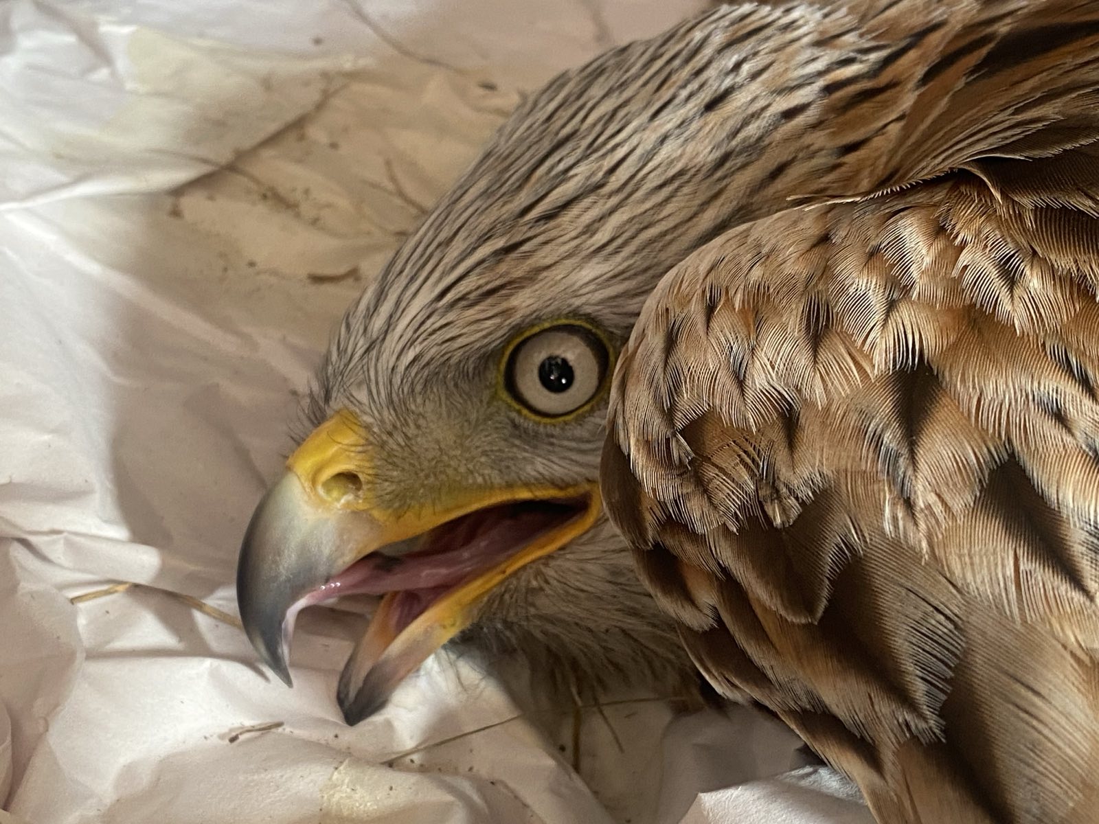 Injured red kite
