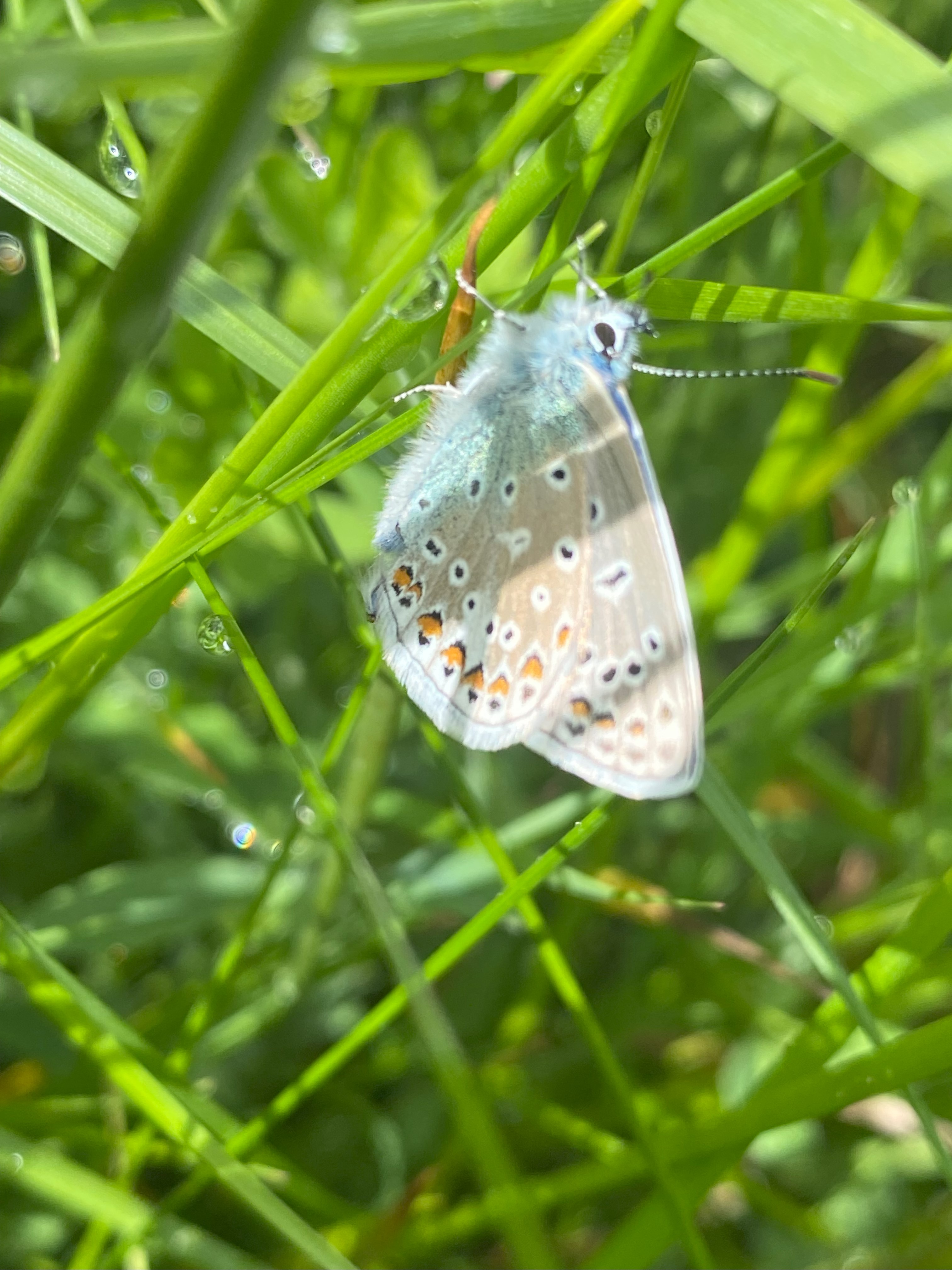 Common Blue Butterfly